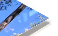 Trees 4 HD Metal print