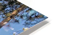 Trees 3 HD Metal print