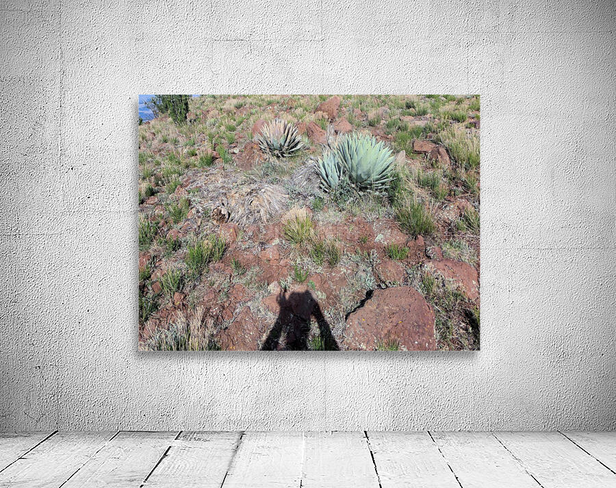 Cactus  Wall Preview