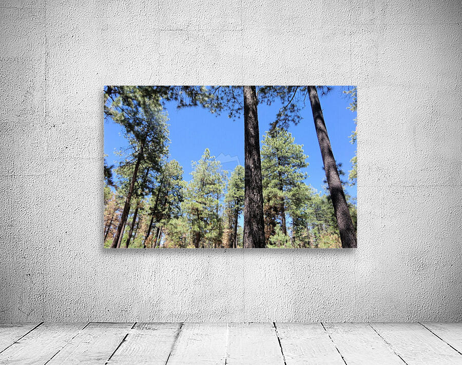 Trees 4 Wall Preview