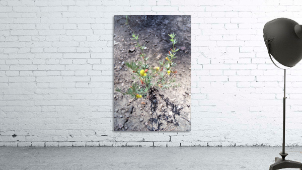 New Growth flower Wall Preview