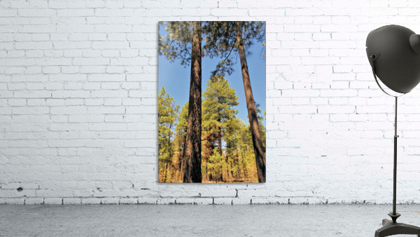 Trees 3 Wall Preview