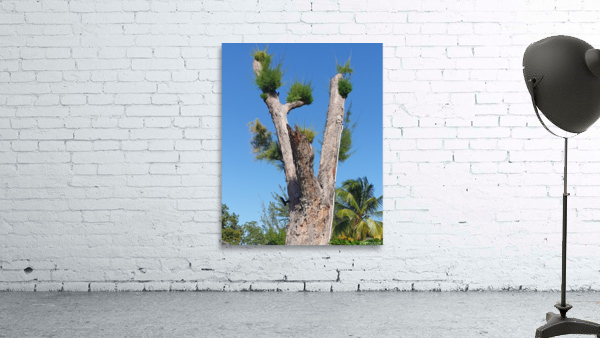 Tree Jamaica Wall Preview