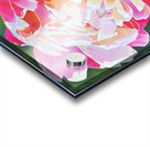 Sun Kissed and Sassy Acrylic print