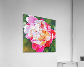 Sun Kissed and Sassy Acrylic Print