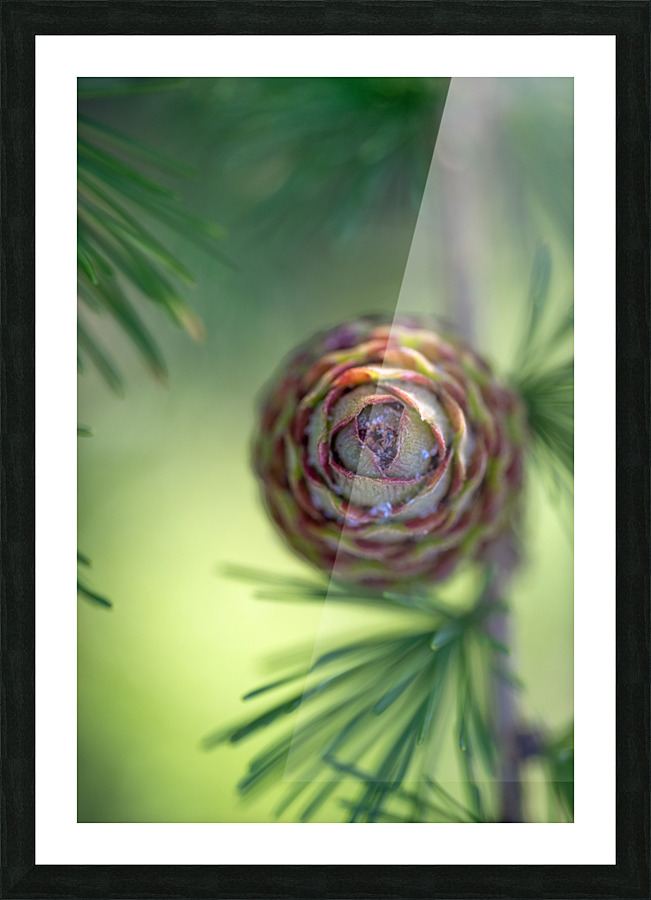 Young pine cone Picture Frame print