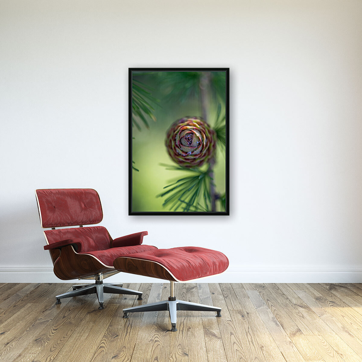Young pine cone Reproduction