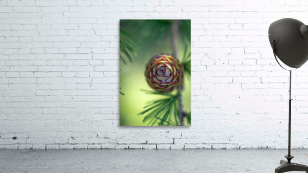 Young pine cone Wall Preview