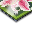 Pink Lily Acrylic print