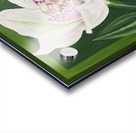 White Orchid Acrylic print