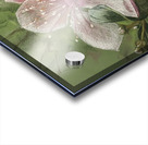 Blossom Acrylic print