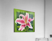 Pink Lily Acrylic Print
