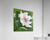 White Orchid Acrylic Print