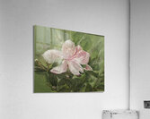 Blossom Acrylic Print