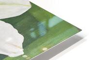 White Orchid HD Metal print