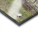 GOOSE Acrylic print