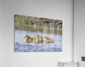 GOSLING Acrylic Print