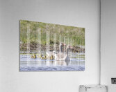 GOOSE Acrylic Print