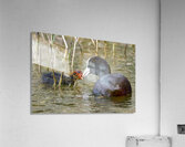 COOT Acrylic Print