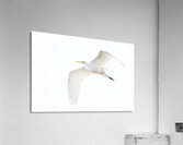 EGRET Acrylic Print