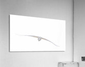 EGRET Acrylic Print