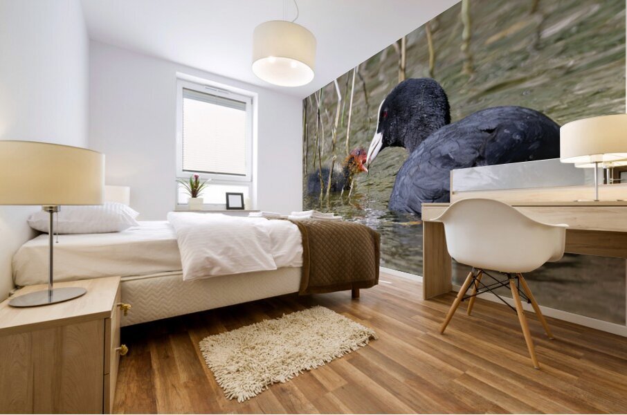 COOT Mural print