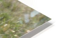 GOOSE HD Metal print