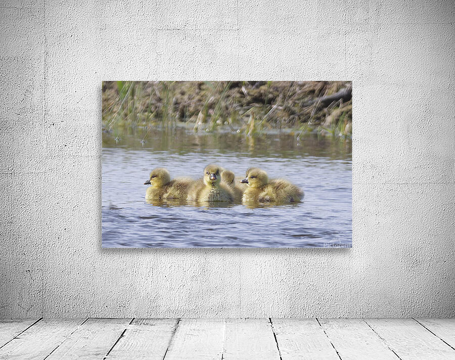GOSLING Wall Preview
