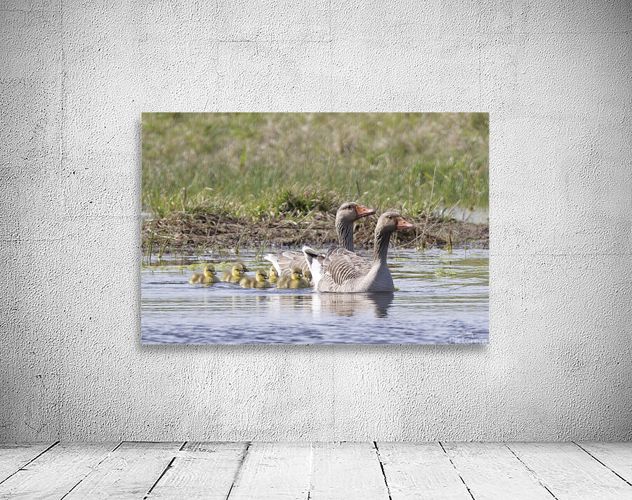 GOOSE Wall Preview