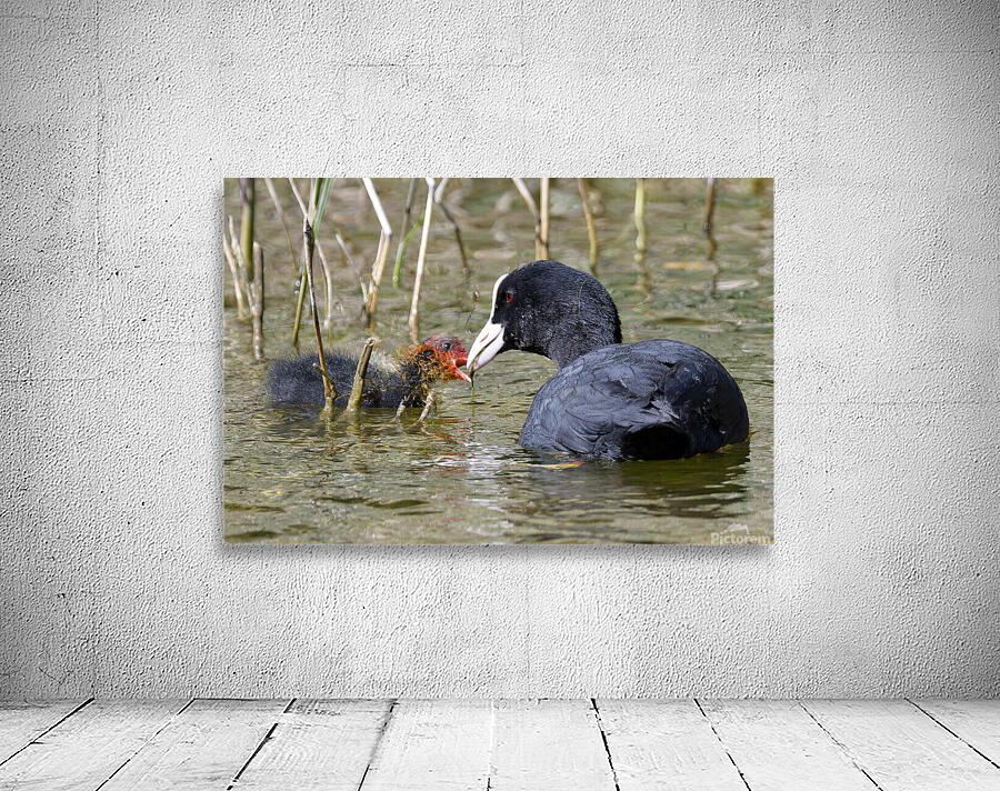 COOT Wall Preview