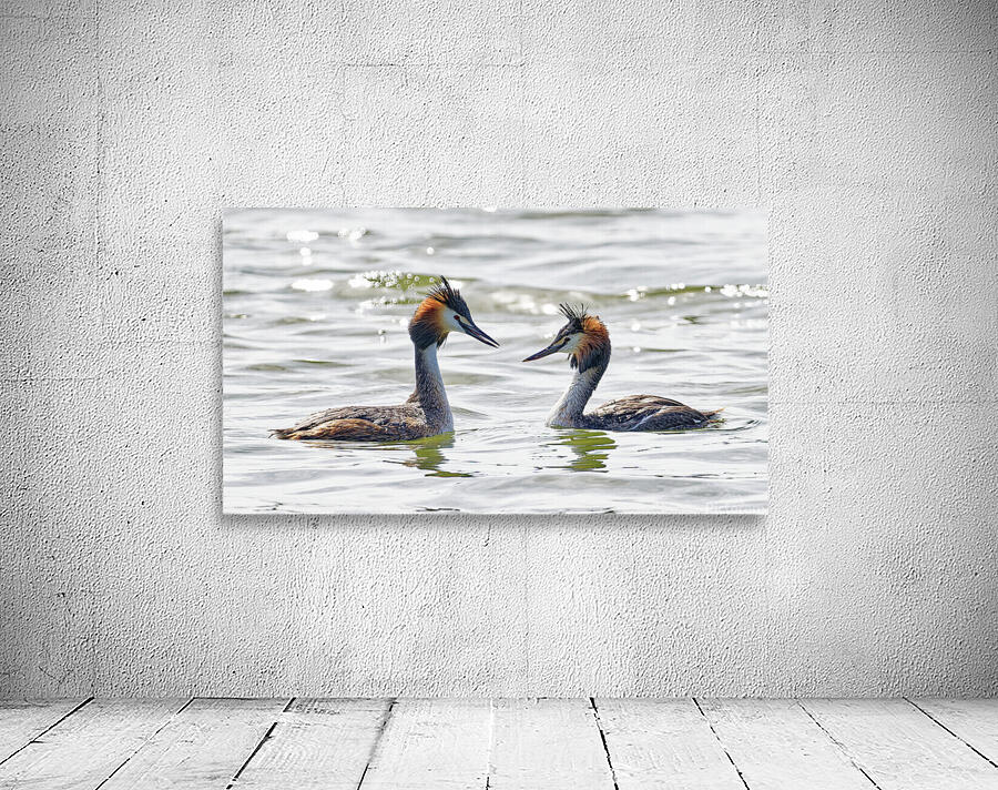 GREBE Wall Preview