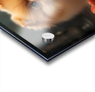 pomeranian Acrylic print