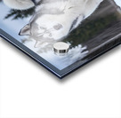 SIBERIAN HUSKY Acrylic print
