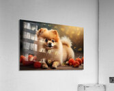 pomeranian Acrylic Print