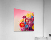  A vibrant soft pink background  Acrylic Print