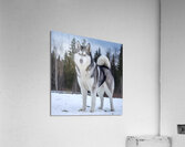 SIBERIAN HUSKY Acrylic Print