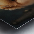 pomeranian Metal print