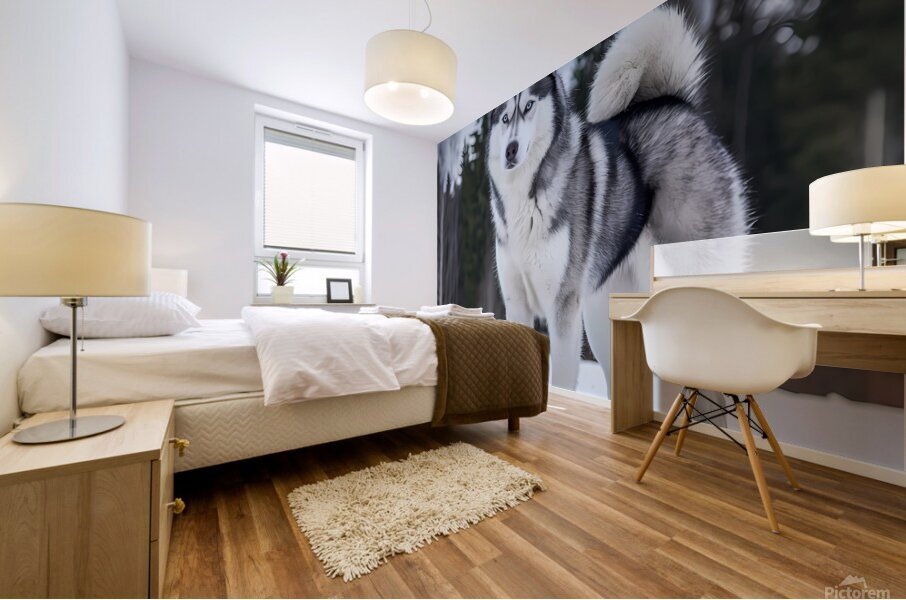 SIBERIAN HUSKY Mural print