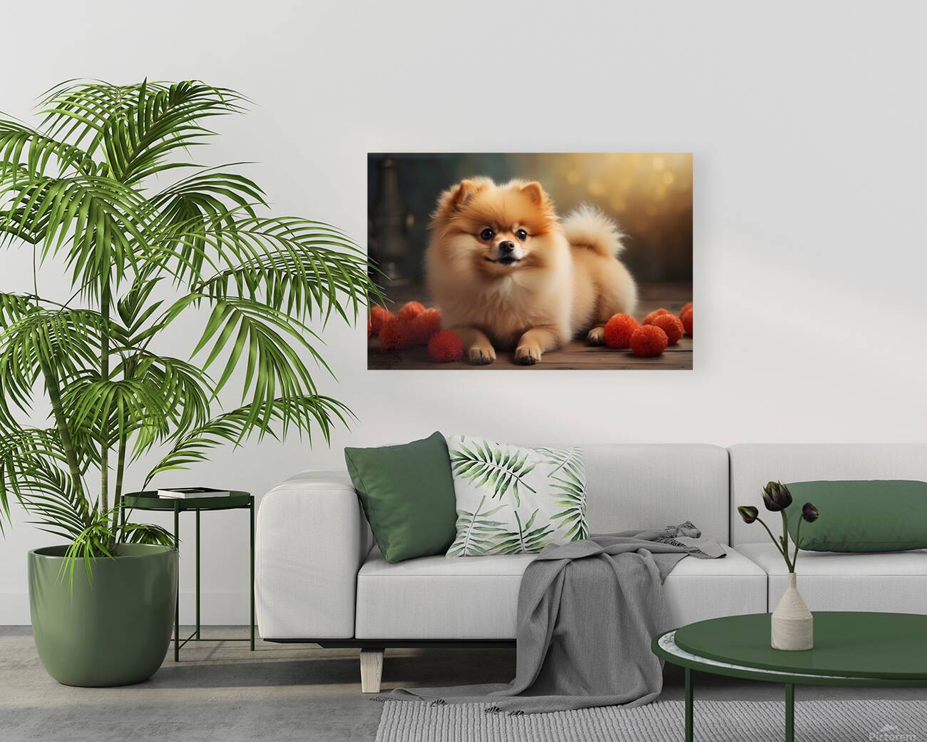 pomeranian Reproduction