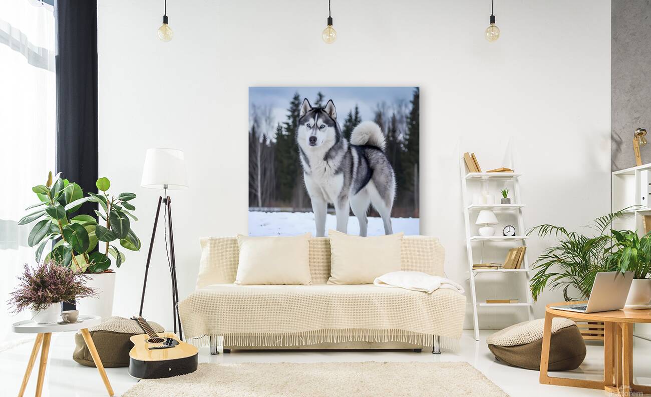 SIBERIAN HUSKY Reproduction