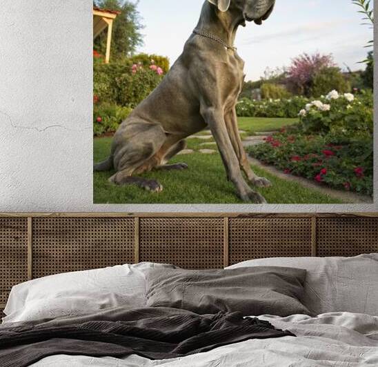  great dane sitting on the garden lawn  by rassam