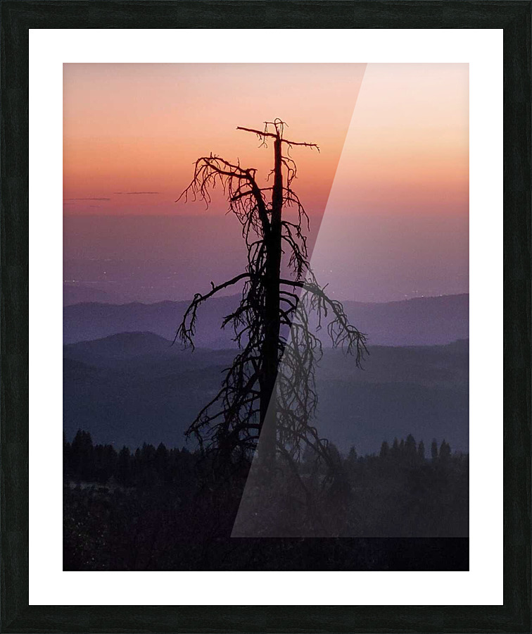 Sequoias Brighter Daze  Picture Frame print