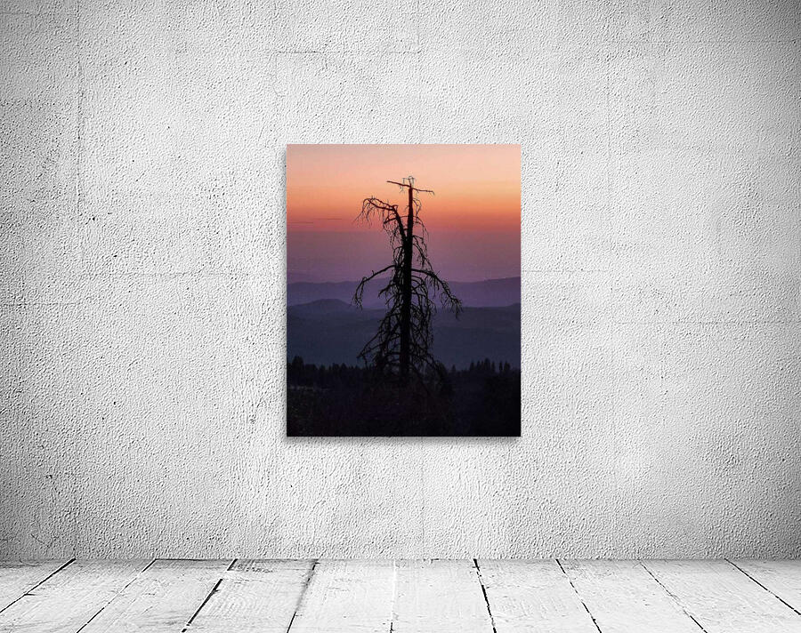 Sequoias Brighter Daze  Wall Preview