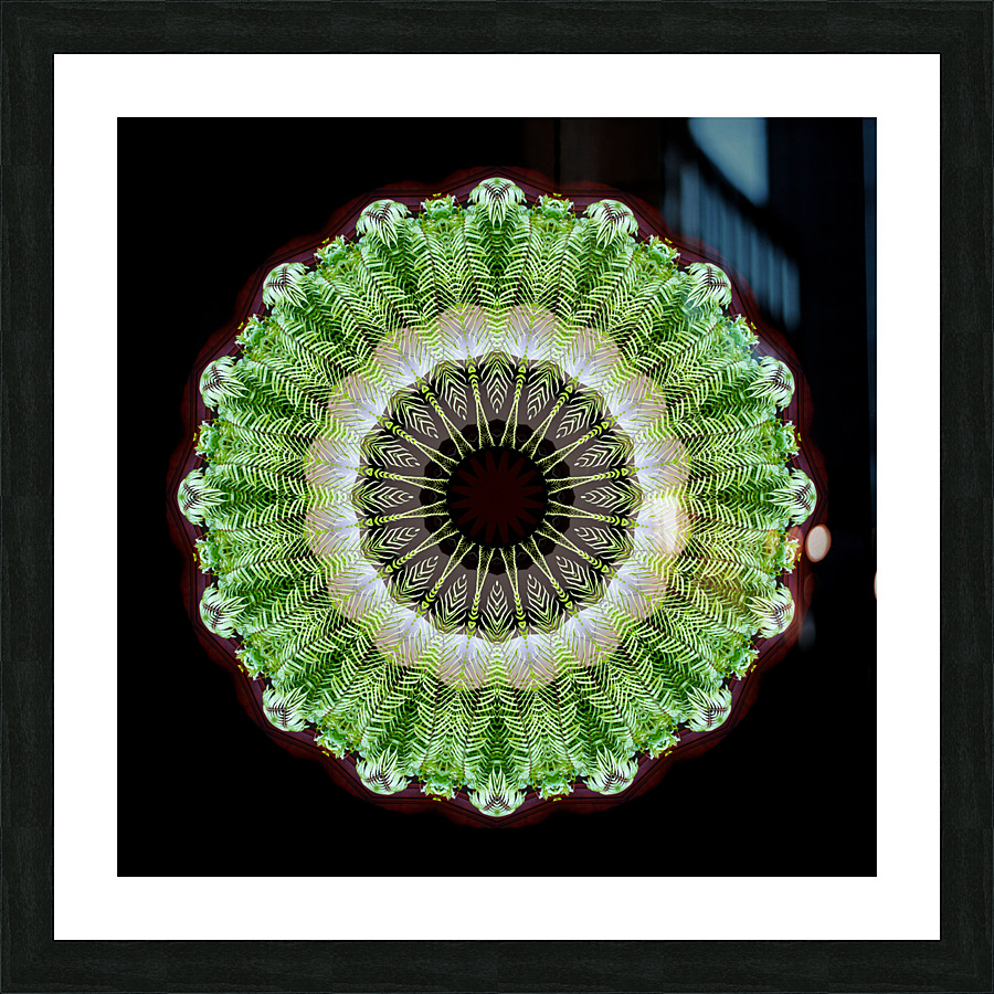  Ferns_MG_7598_1 Picture Frame print