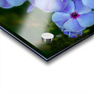 Phlox Acrylic print