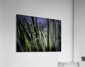 Utah Yucca Acrylic Print
