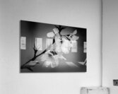 Sakura Acrylic Print