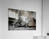 On the Move Acrylic Print