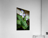 Western Jacobs Ladder Acrylic Print