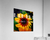 Blackeyed Susan Acrylic Print